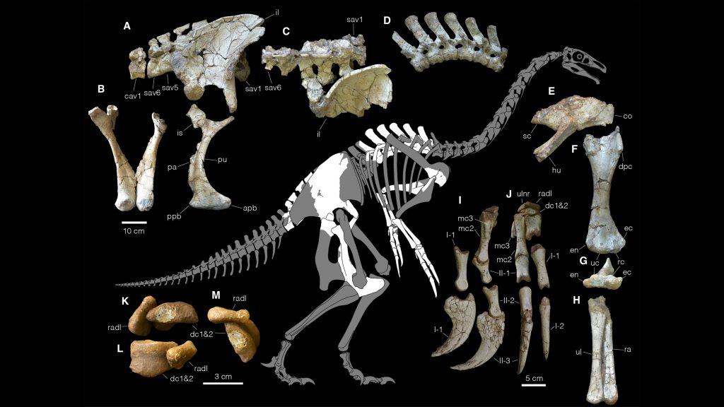 Fósseis de dinossauro com garras gigantes
