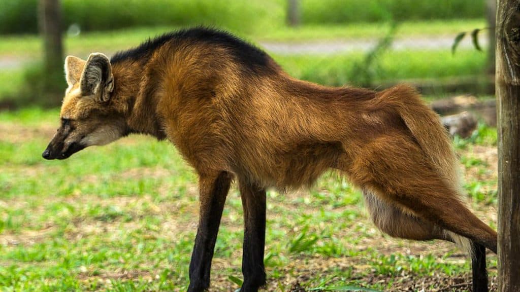 Lobo-Guara /