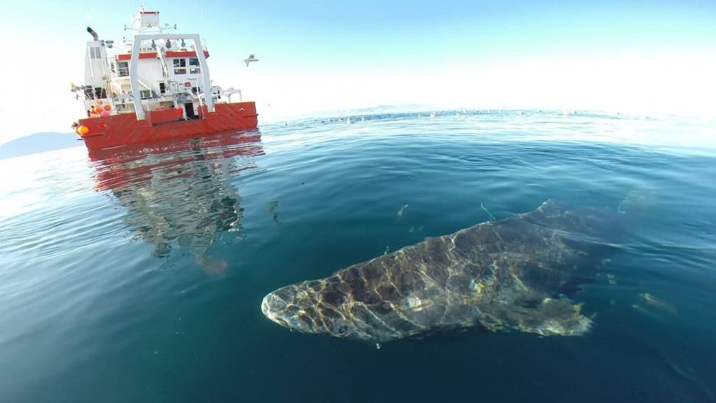 Tubarão-da-Groenlândia quase saindo da água em oceano; barco aparece ao fundo da foto