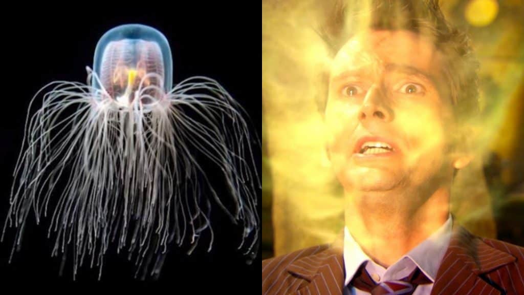 Água-viva imortal e Doctor Who