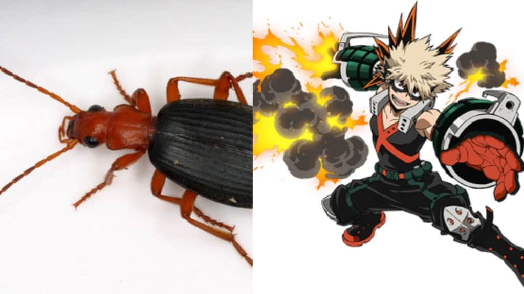 Besouro-bombardeiro e Bakugou