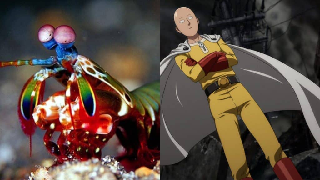 Camarão-louva-deus e One Punch Man
