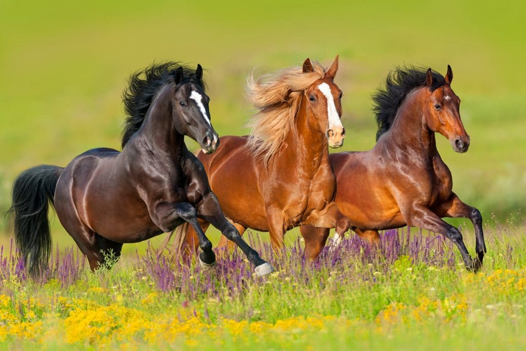 Cavalos