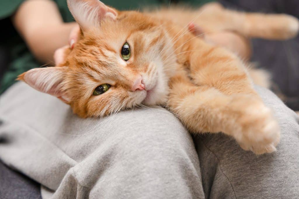 Um gato apoiando a cabeça na perna de uma pessoa