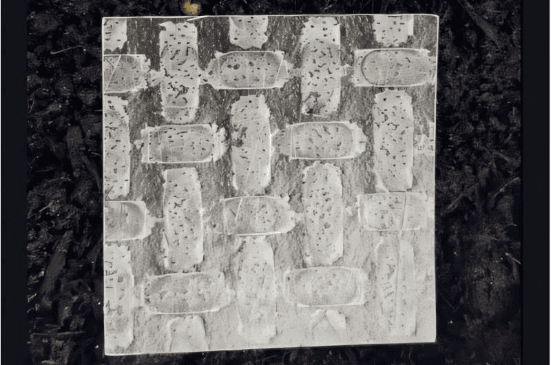 Papel de arroz