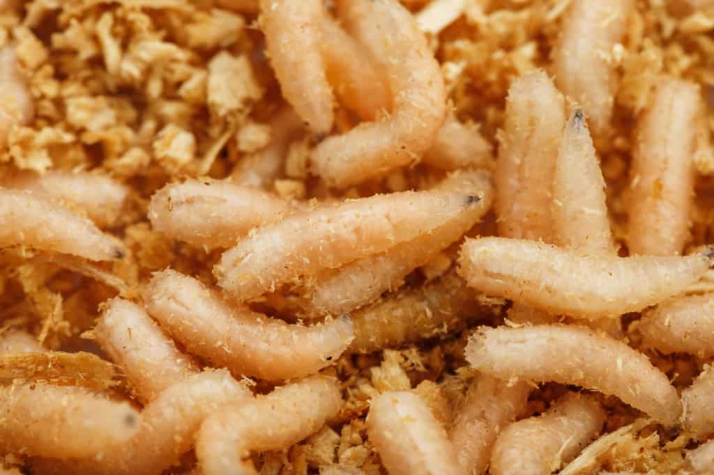 Larvas da mosca-varejeira