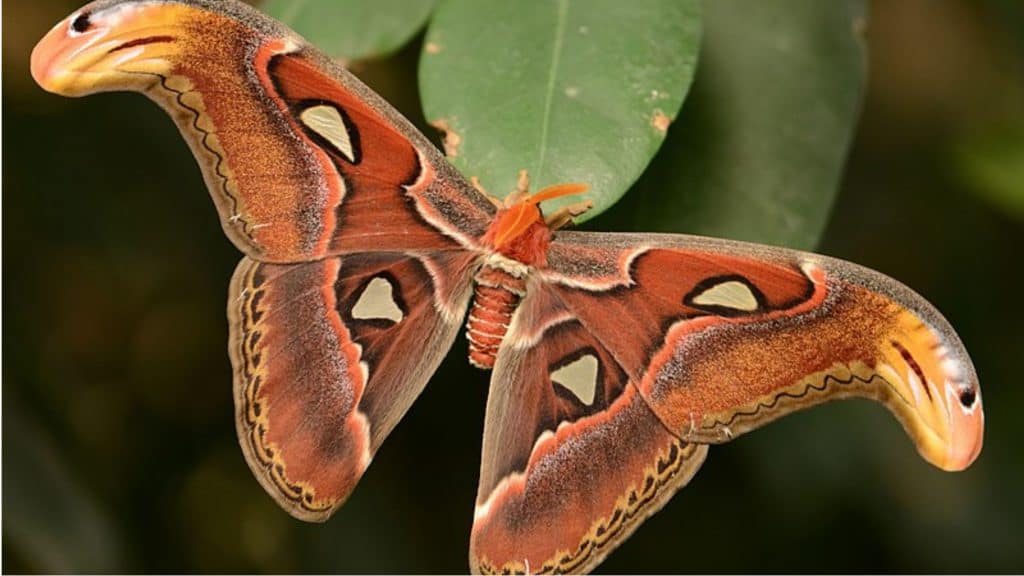 Mariposa Atlas (Attacus atlas), uma das maiores mariposas do mundo.