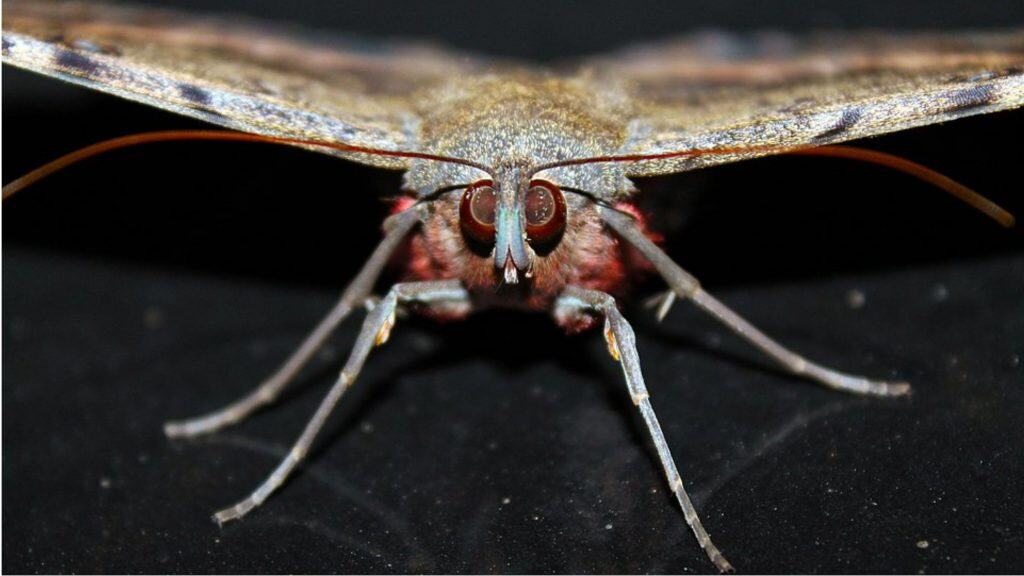 Mariposa noturna registrada no Brasil.