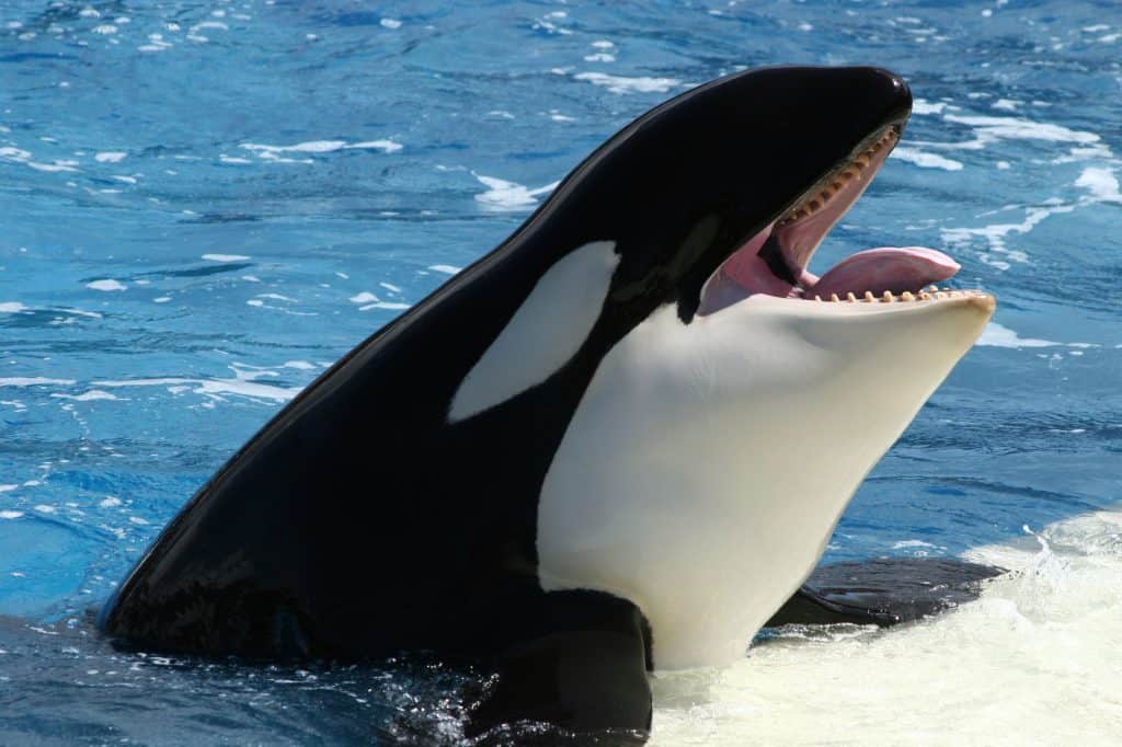 Baleia orca com a boca aberta, ela possui uma das mordidas mais fortes do mundo animal