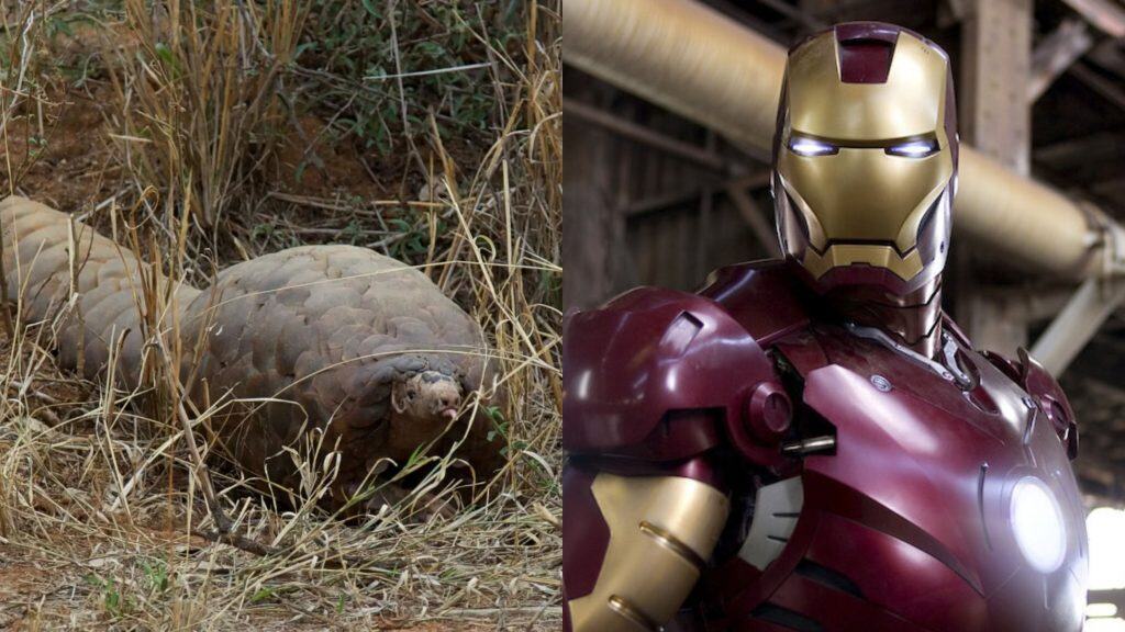 Pangolim e Homem de Ferro
