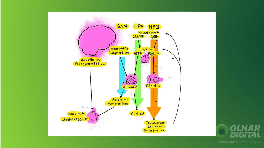 Representação esquemática da regulação hormonal e nervosa dos eixos hipotálamo-hipófise-adrenal, hipotálamo-hipófise-gônada e da via simpático-adrenomedular.