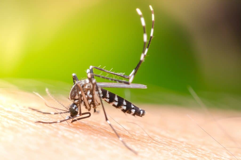 dengue