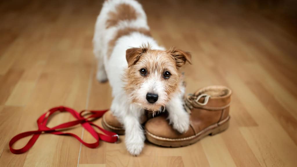 cachorro em cima de sapatos do dono