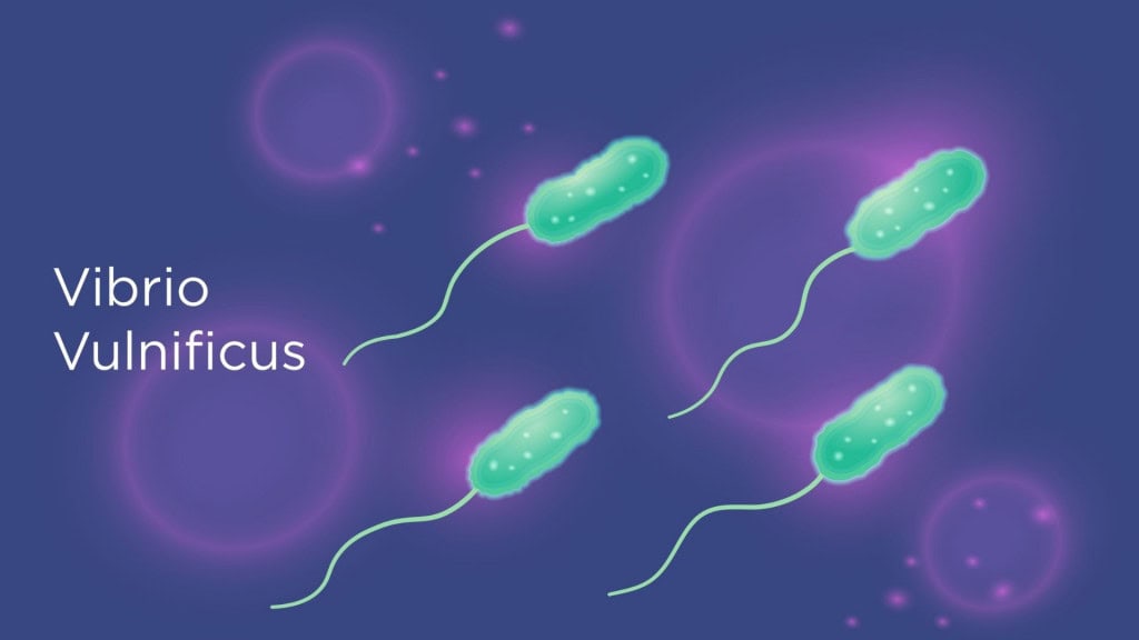 Conceito vetorial de infecções por Vibrio vulnificus: bactérias “comedores de carne” que estão se proliferando em águas salobras devido às mudanças climáticas.
