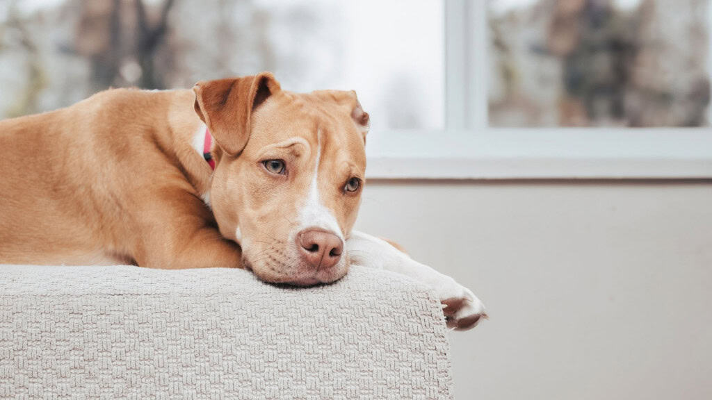 cachorro deitado em sofá com semblante de tristeza.