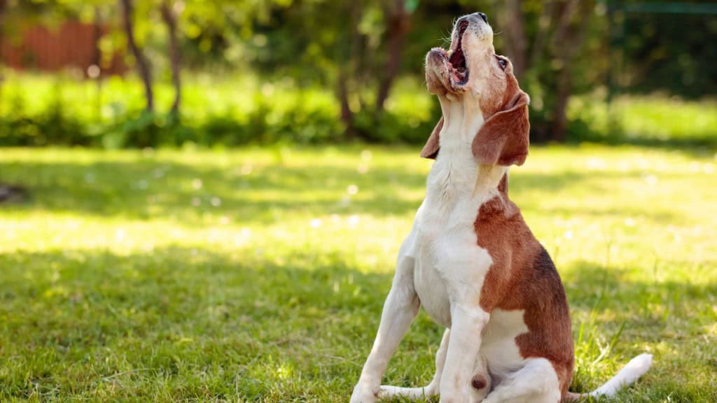 Cão com a boca aberta (latindo, gritando, reclamando). Fundo natural ao ar livre.