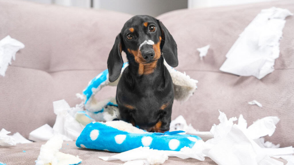 Cão salsicha preto com cara de surpresa ao ser pego destruindo almofada no sofá.
