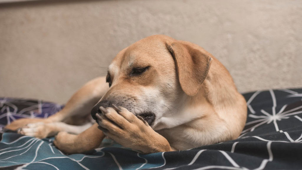 cachorro caramelo lambendo as patas com ansiedade