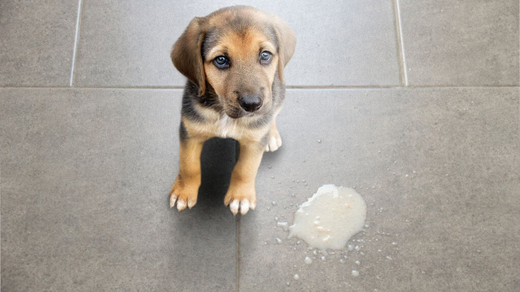 cachorro filhote no chão sentado ao lado de vômito
