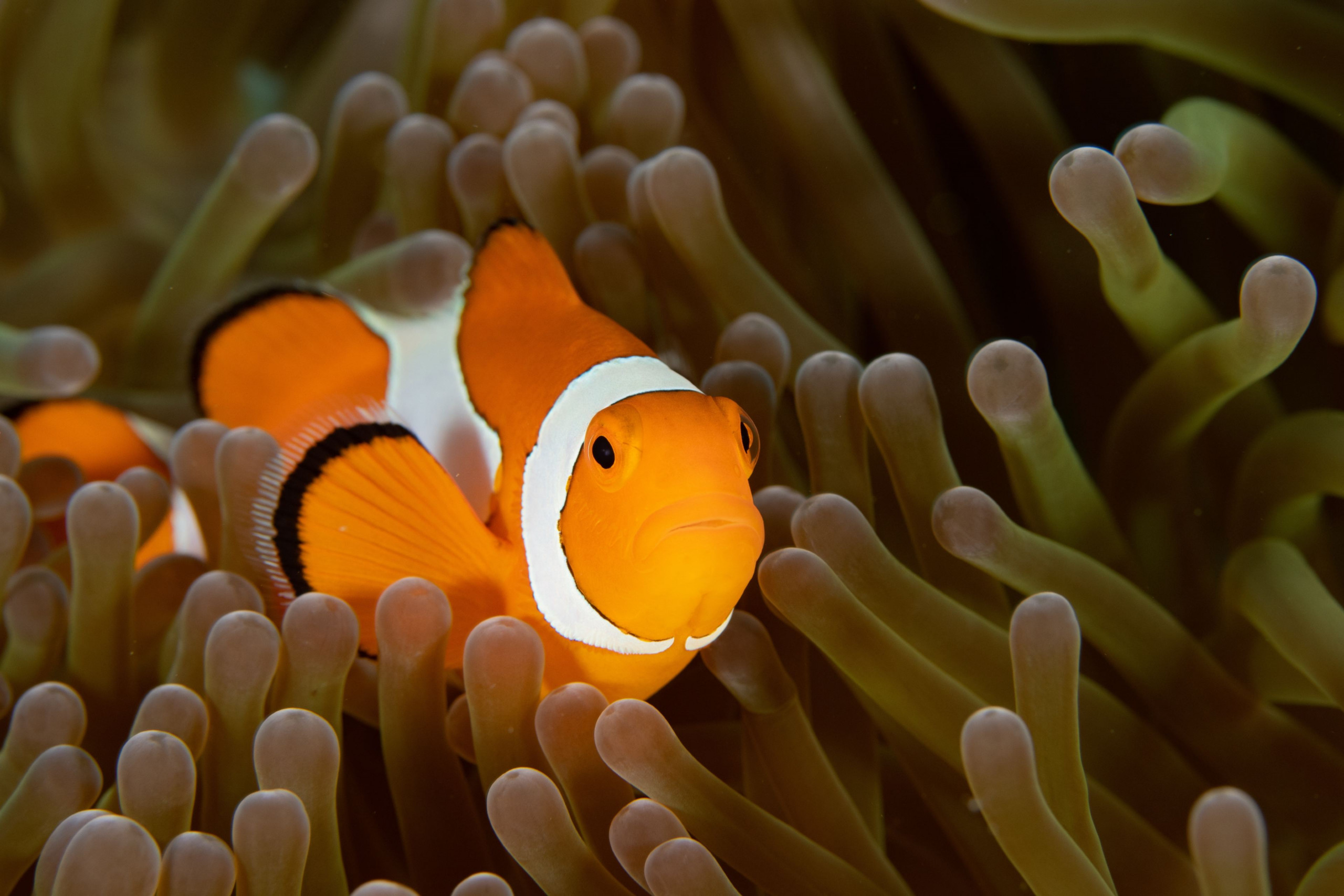 Peixe-palhaço (Amphiprioninae)