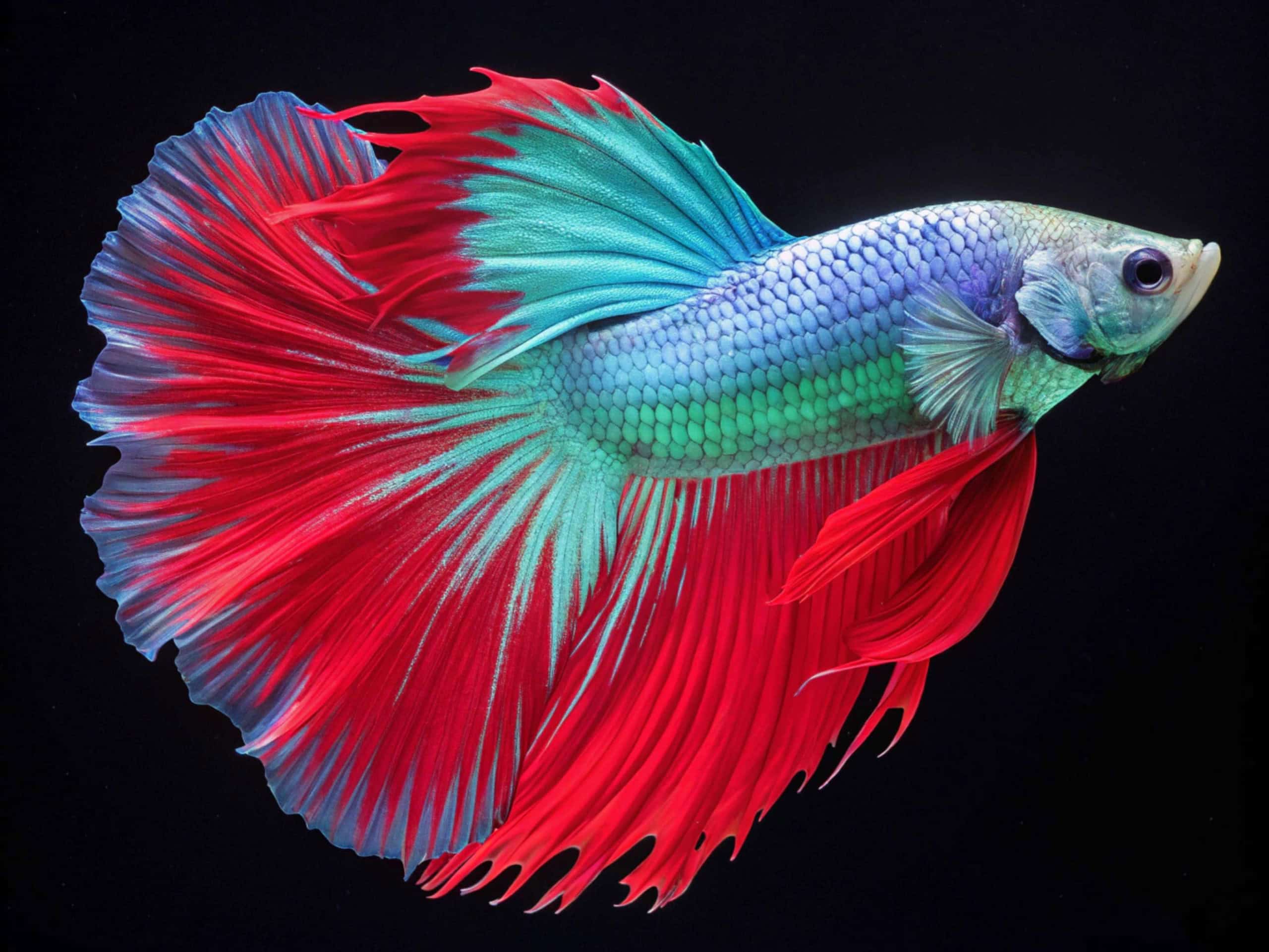 Betta (Betta splendens)
