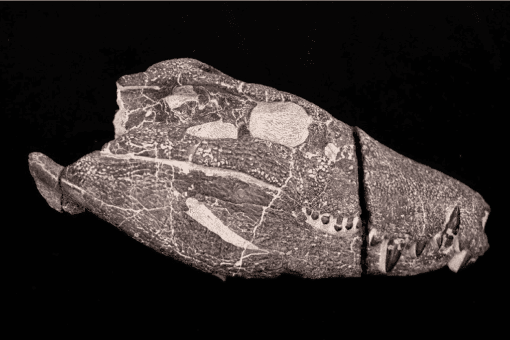 Kostensuchus atrox crocodilo