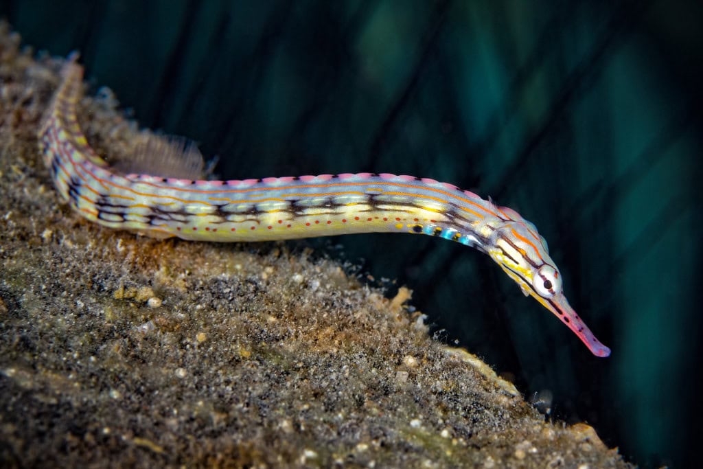 Dragonface Pipefish (Corythoichthys haematopterus)