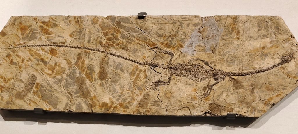 Fóssil de um espécime de Hyphalosaurus lingyuanensis com uma cabeça.