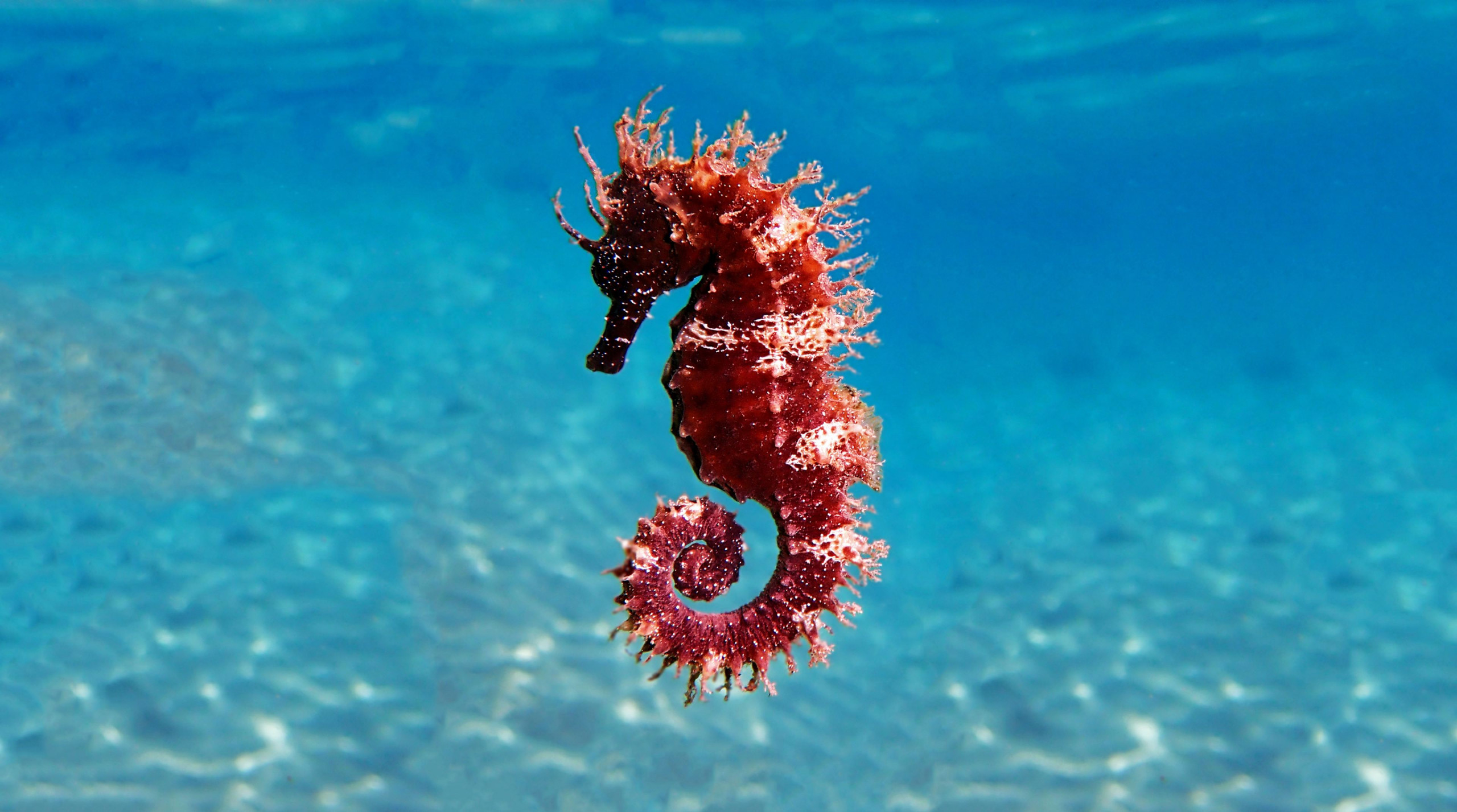 Cavalo marinho do Mediterrâneo - Hippocampus guttulatus