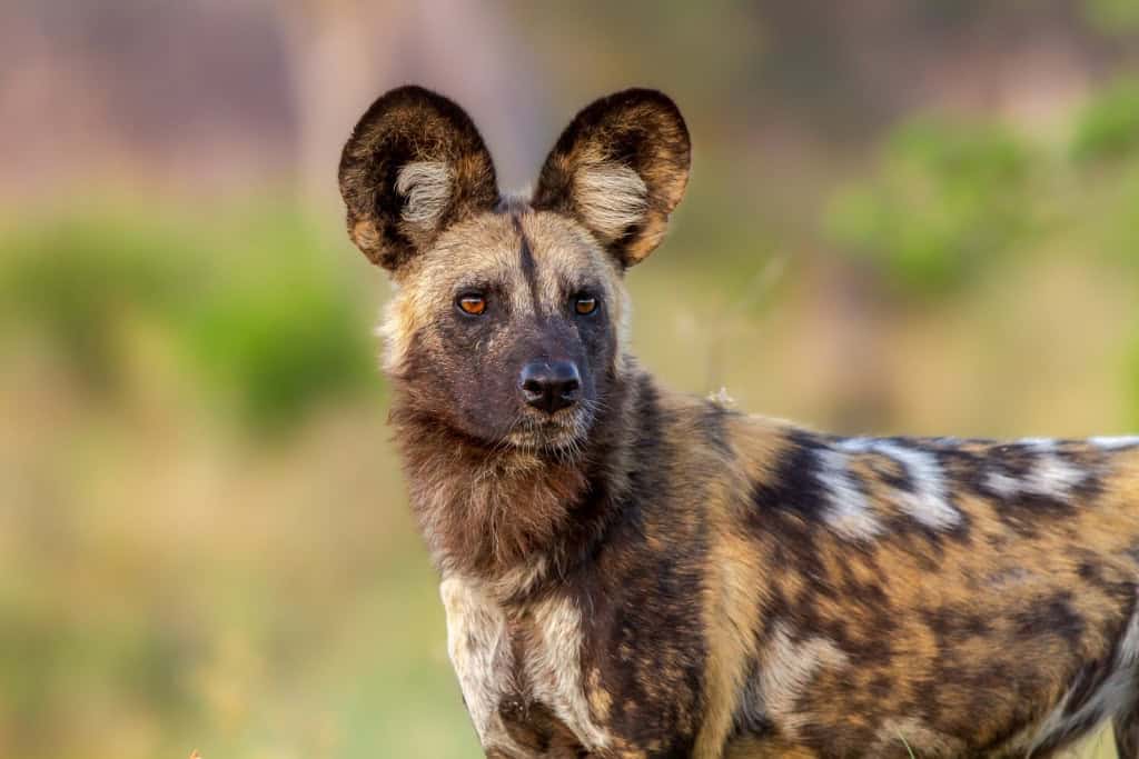 Cão-selvagem-africano (Lycaon pictus) com o olhar atento