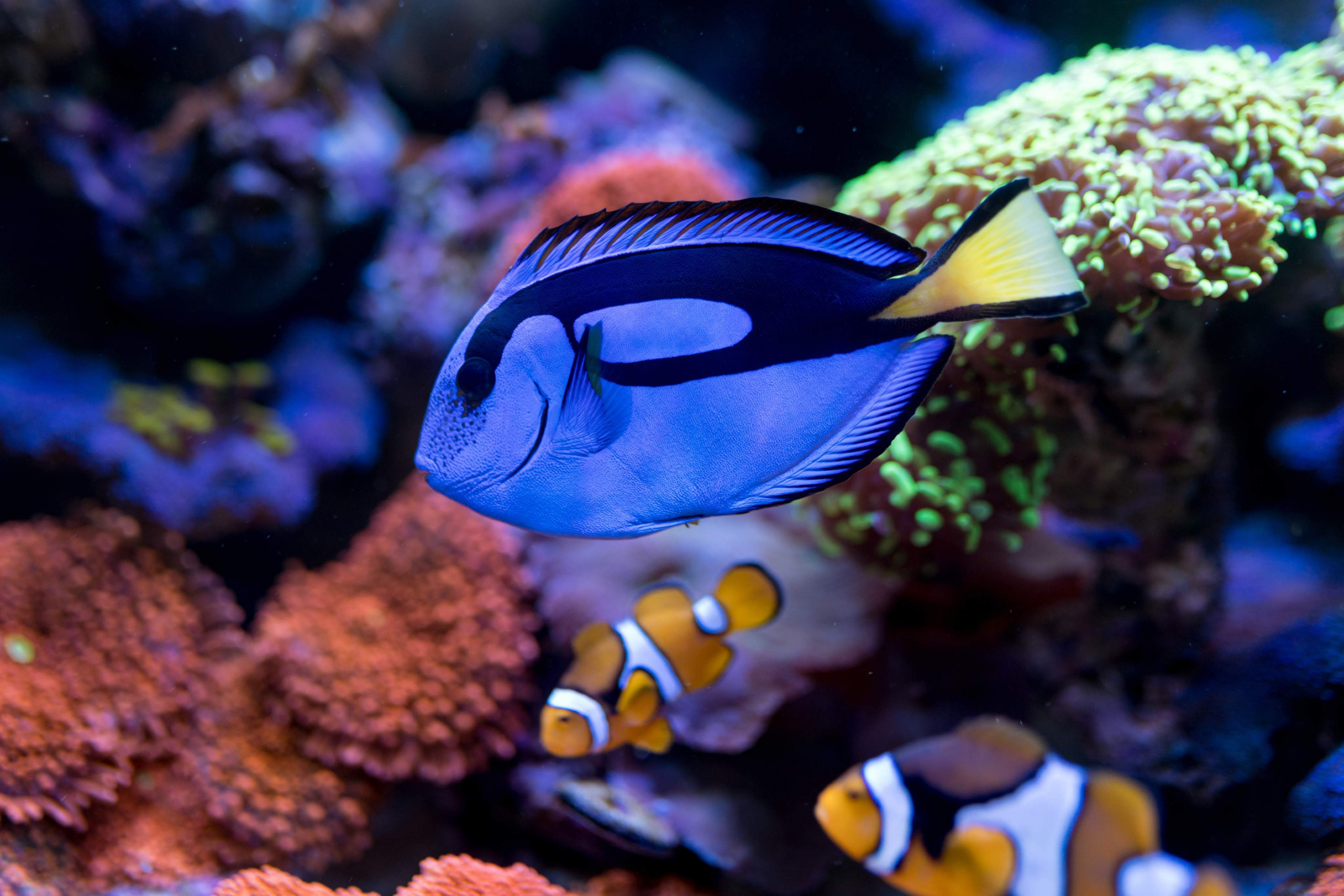 Cirurgião-patela (Paracanthurus hepatus)