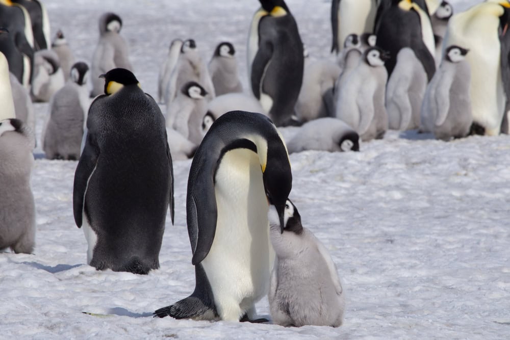 Pinguins imperadores