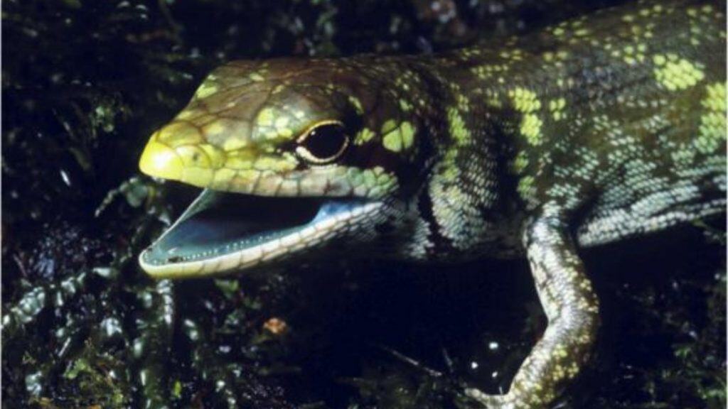 Prasinohaema prehensicaud