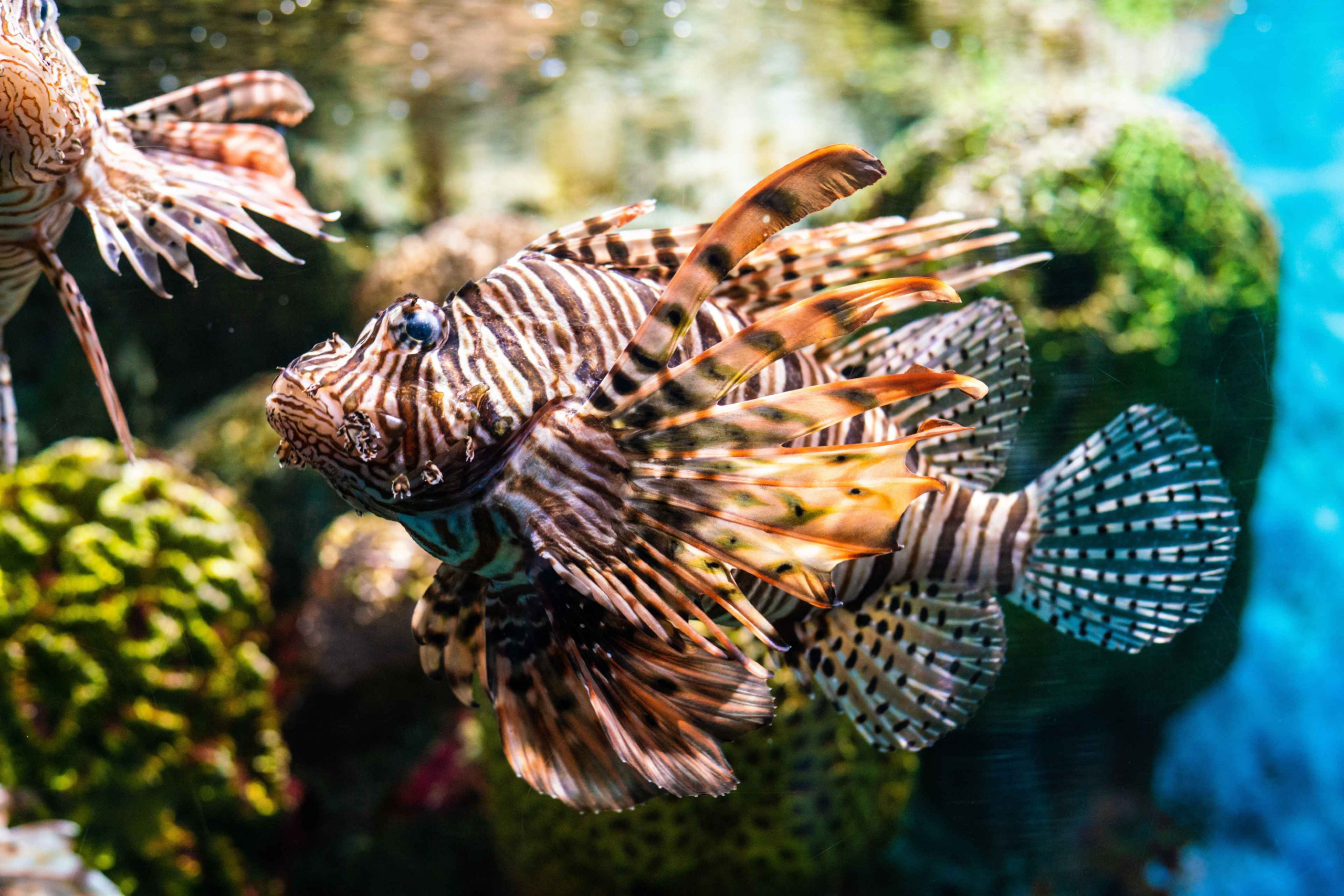 Peixe-leão (Pterois)