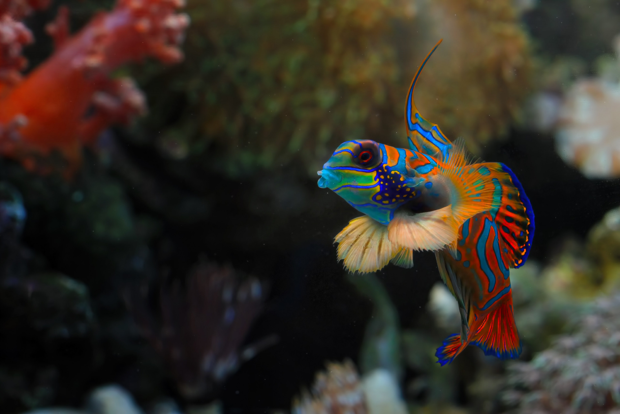 Peixe-mandarim (Synchiropus splendidus)