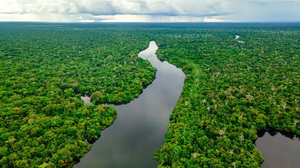 floresta tropical