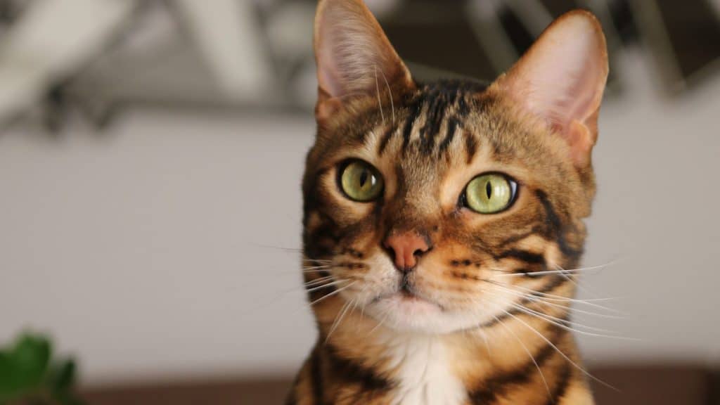 Gato