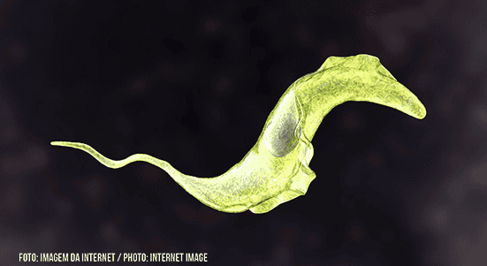 parasita Trypanosoma cruzi