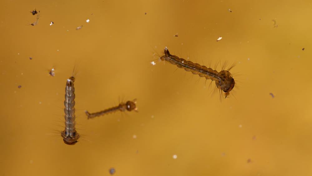 Larva do mosquito da dengue