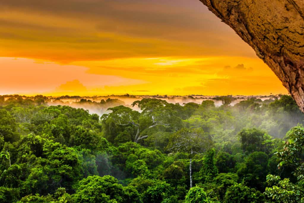 Imagem mostra uma região da floresta amazônica, iluminada pelo pôr do sol, com as árvores e neblina na parte de baixo