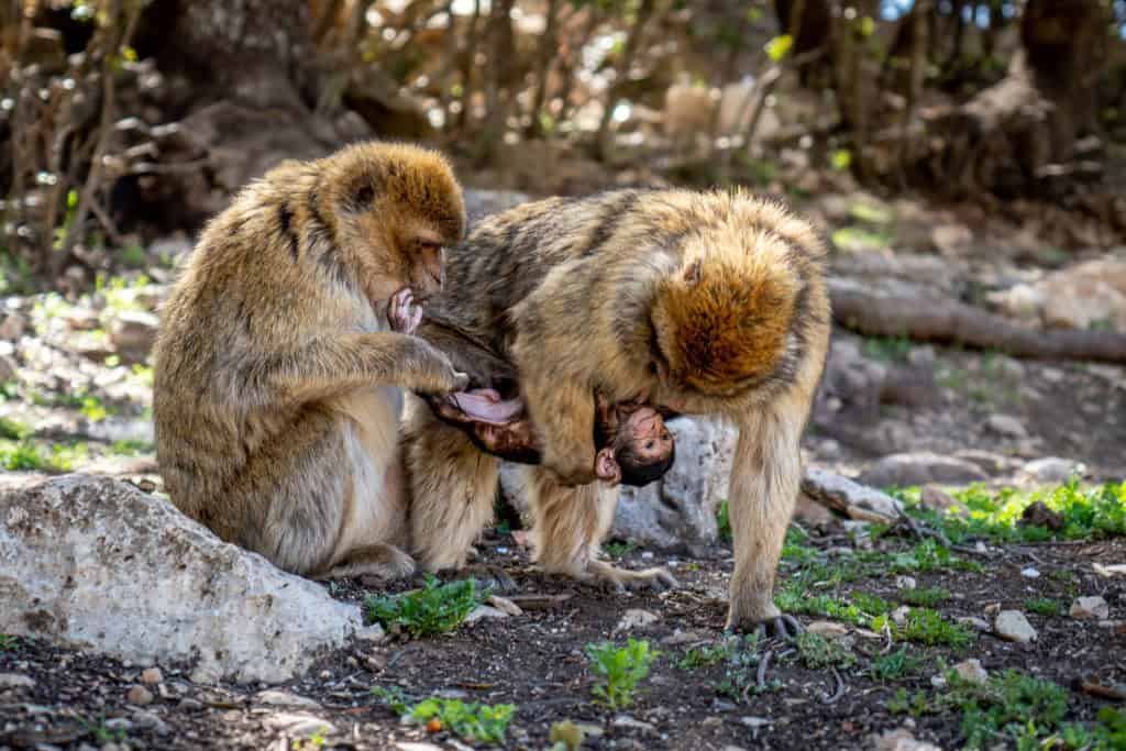 Macaco-de-Gibraltar