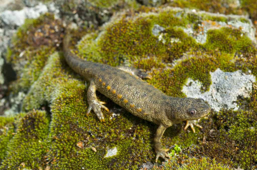 salamandra costelas afiadas