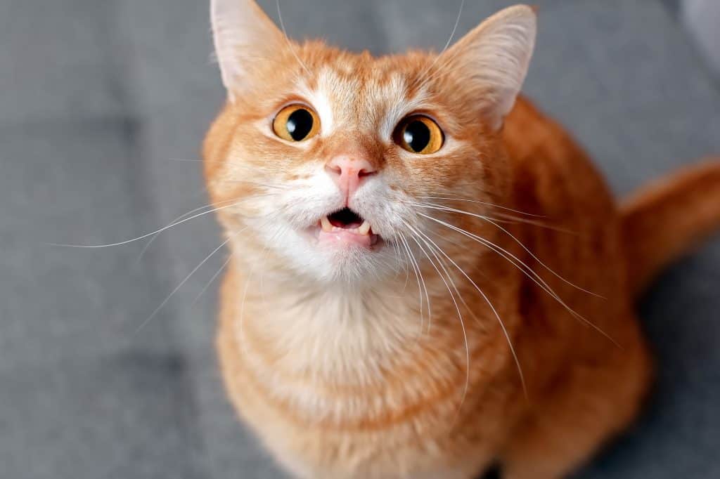 Um gato laranja com grandes olhos redondos mostra seus dentes