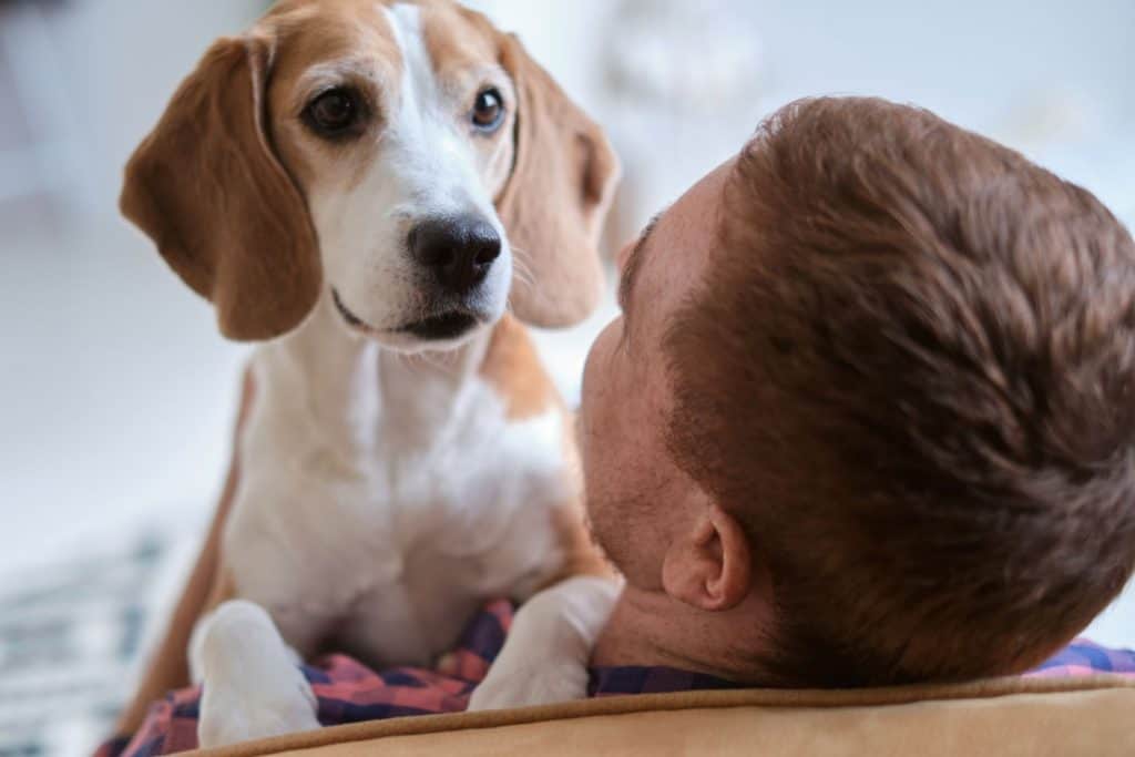 cachorro beagle com dono que está de costas no sofá e o cachorro está no seu colo.