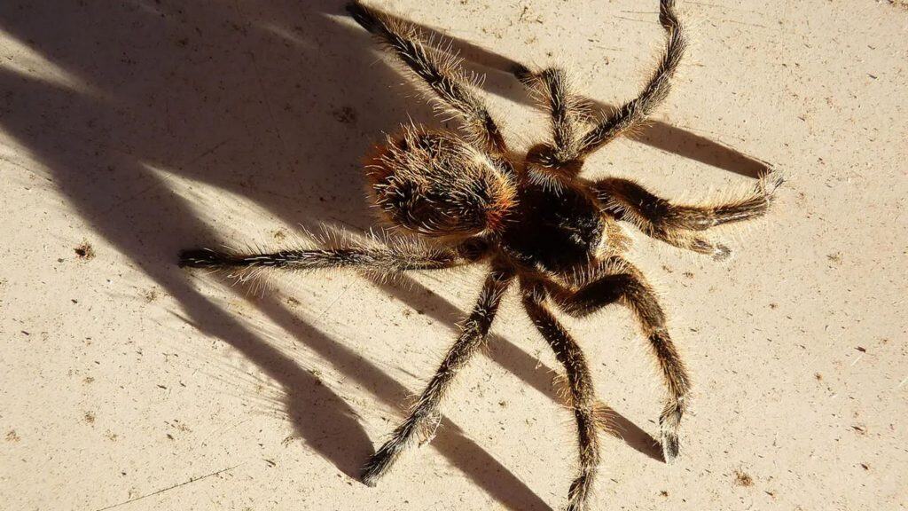 Tarántula-rosa-chilena