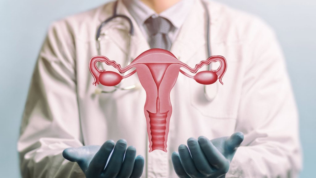 Imagem de um médico de jaleco branco e modelo do sistema reprodutivo das mulheres acima de suas mãos. Conceito de um sistema reprodutor feminino saudável