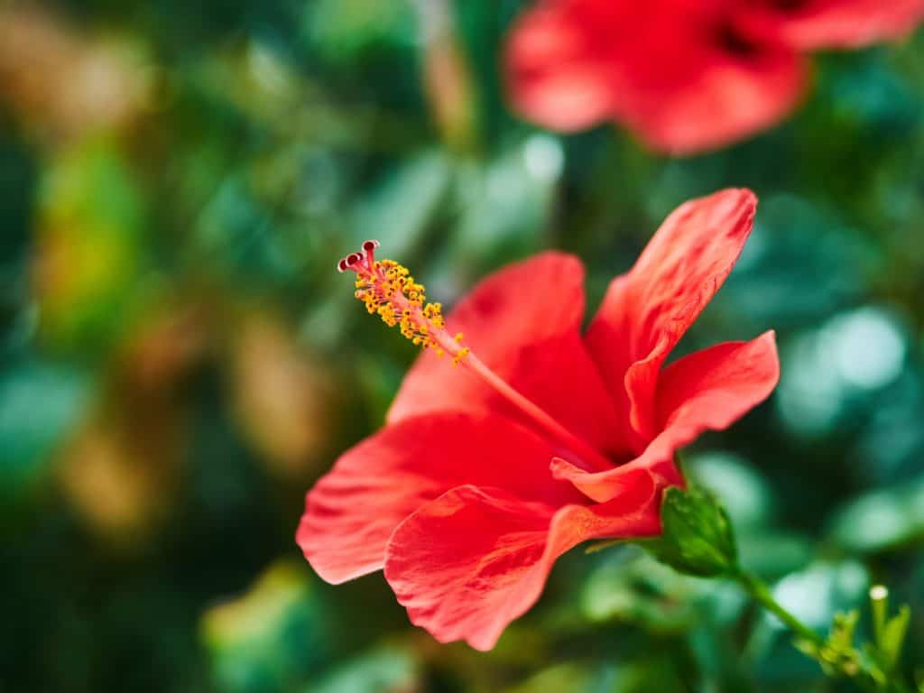 flor de primavera