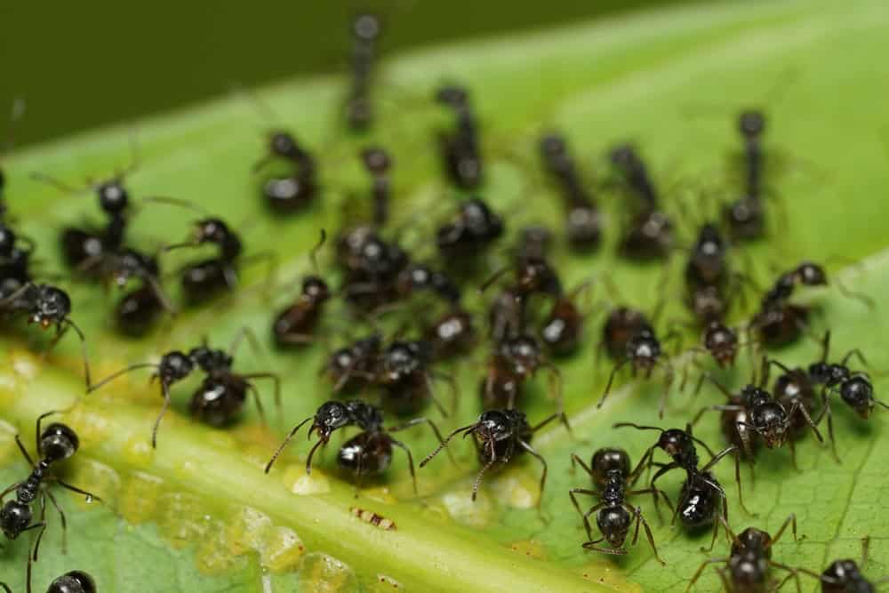 As formigas são mais abundantes nos trópicos e estão presentes em todos os continentes, exceto a Antártida.