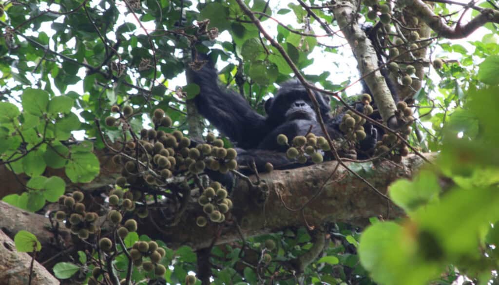 chimpanzés alcool