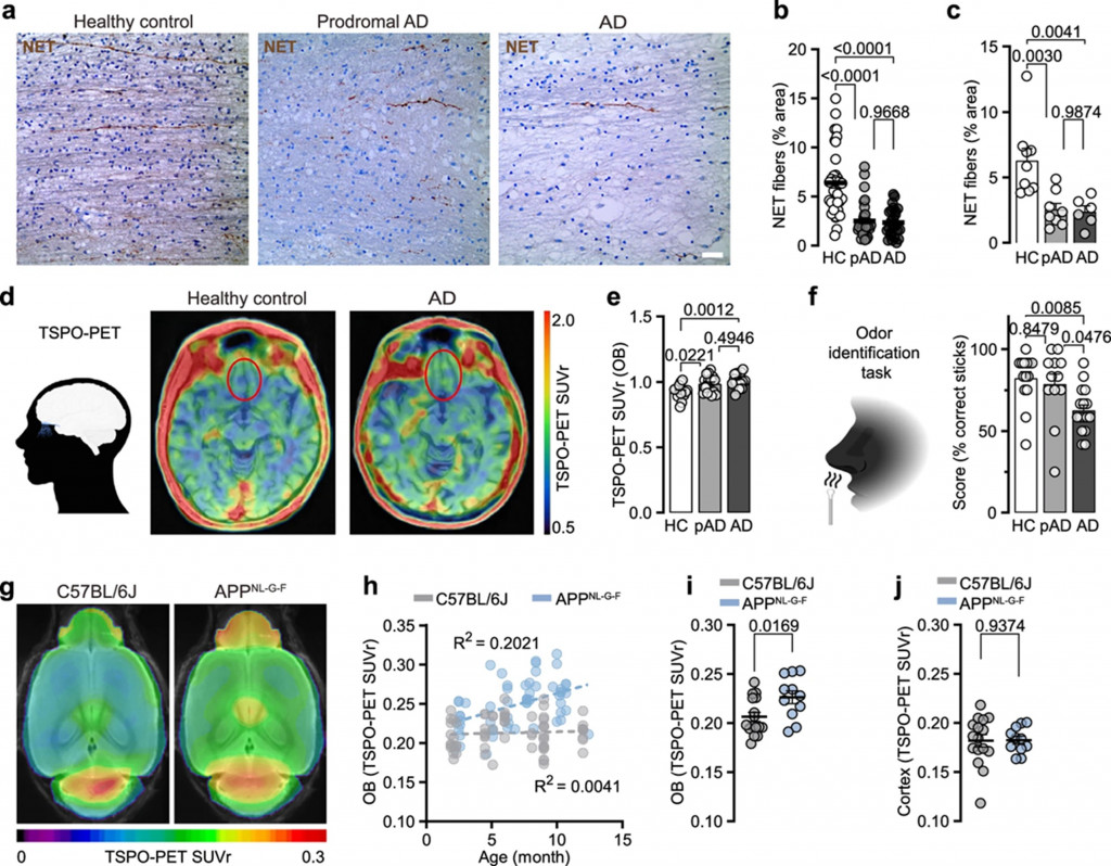 pesquisa de alzheimer perda de olfato nos camundongos